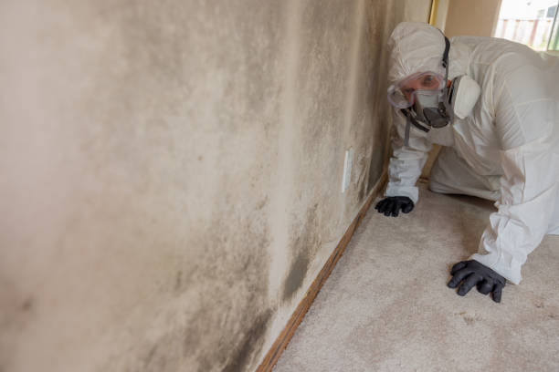 Best Residential Mold Inspection & Testing  in Los Molinos, CA